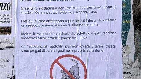 Non date da mangiare ai gatti è bufera sul manifesto del Comune di