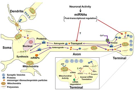 Presynaptic terminals; Axon Terminals; Nerve Endings, Presynaptic ...