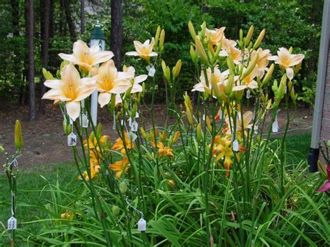 Photo Of The Entire Plant Of Daylily Hemerocallis Al S Peach Tower