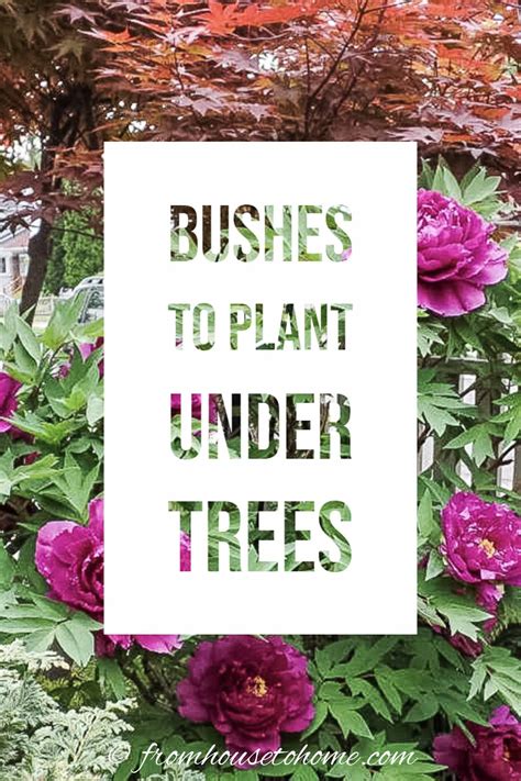 17 Shade Loving Shrubs (The Best Bushes To Plant Under Trees) | Shade