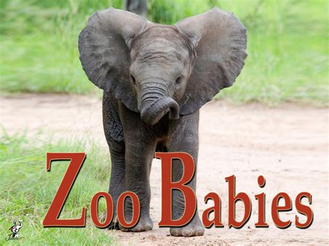 Watch Zoo Babies | Prime Video