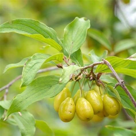 cornus mas jolico european cornel