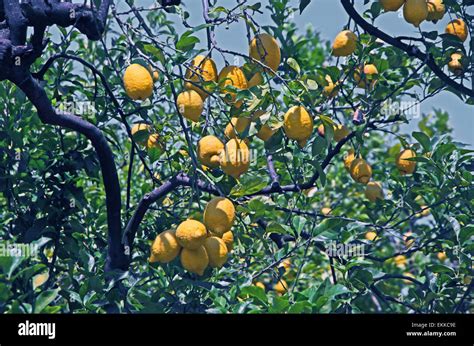 Sorrento lemon hi-res stock photography and images - Alamy