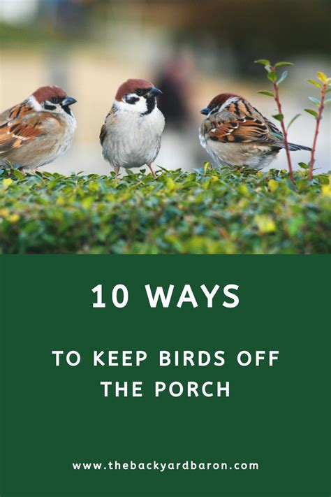 How To Keep Birds Off Your Porch Tips