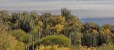 Reserva de la Biosfera Barranca de Metztitlán Metztitlán Hidalgo