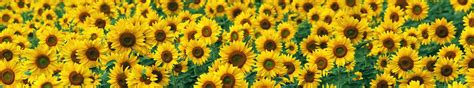 Top 999+ Sunflower Laptop Wallpaper Full HD, 4K Free to Use