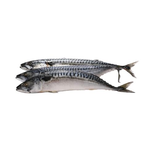 Mackerel Fish In Telugu