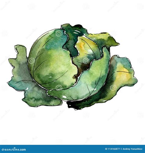 Green Cabbage Vegetables In A Watercolor Style Isolated Stock