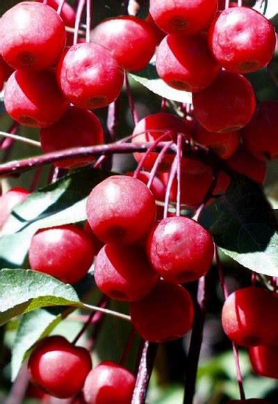 Growing The Southern Crabapple Malus Angustifolia Perennial Tree Berry Flowering Fragrant