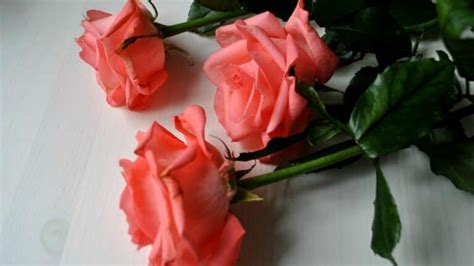 White Spots On Roses — Causes And Their Cure