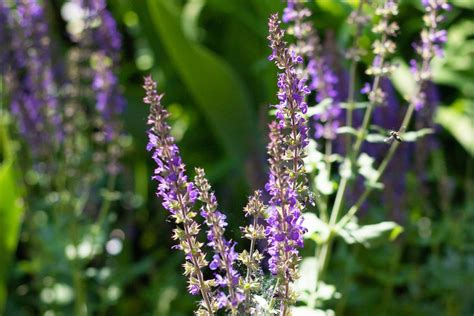 Blue Hill Salvia Plants Facts Growing Tips