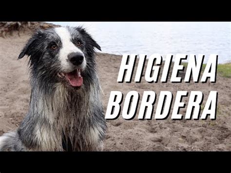 Pielęgnacja Border Collie jak dbać o tego psa YouTube