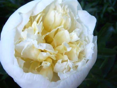 Сорта белых пионов с фото, названиями и описаниями