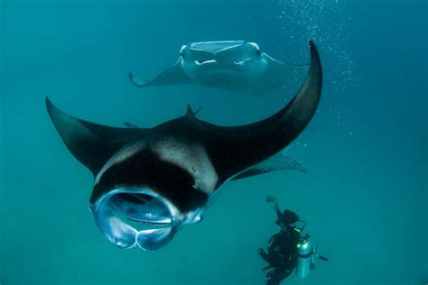 Descripción del negocio Niños cultura manta ray maldives vistazo Danubio Anestésico