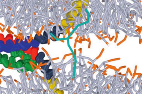 Membrane Physics | Max Planck Institute for Multidisciplinary Sciences