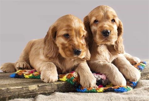 Golden Cocker Puppies