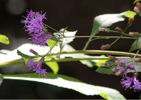 Tall Ironweed Vernonia Gigantea Ponce Preserve Volusia Flickr