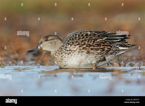 Female Teal Duck Anas Hi Res Stock Photography And Images Alamy