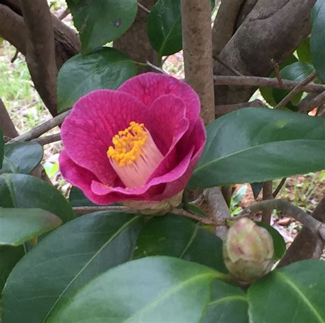 椿旅 舞鶴自然文化園のツバキ園