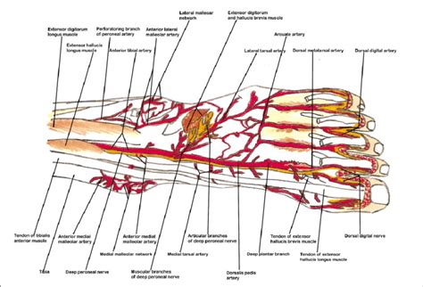 dorsal anatomy definition