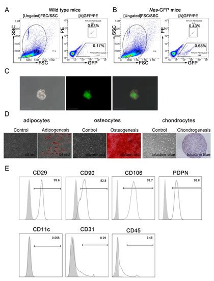 Ijms Free Full Text Nestin Mesenchymal Precursors Generate