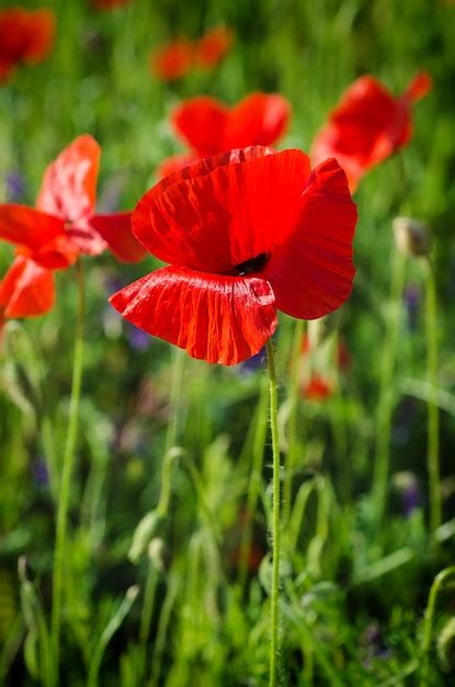 Premium Photo | Poppy in a field