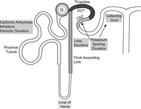 Diuretic Resistance American Journal Of Kidney Diseases