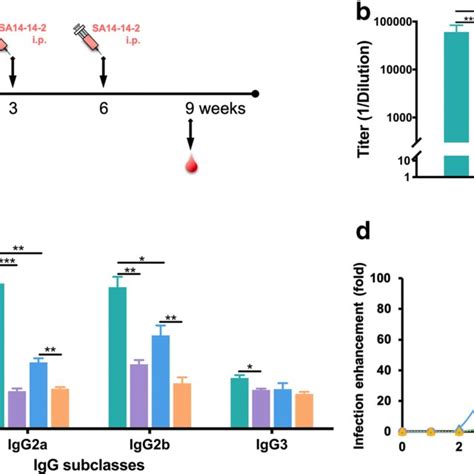 Cross Reactive Igg And Its Subclass Responses And Ade In Mouse Sera A