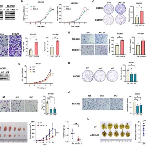 Cxcl Promotes Emt Via Akt And Mapk Signaling Pathways A Gsea