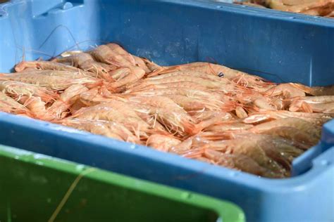 Cuál es la diferencia entre langostino y gamba DF DiarioFinanciero