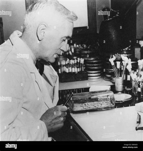 Alexander Fleming Penicillin Hi Res Stock Photography And Images Alamy