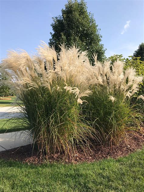 Why You Should Cut Back Your Ornamental Grasses Craftsmumship