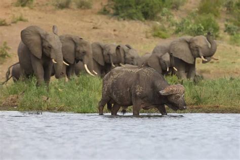 Elephants From Behind Stock Photos Royalty Free Elephants From Behind