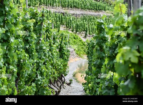 A hiking trail through the vineyards in Mayschoß Stock Photo Alamy