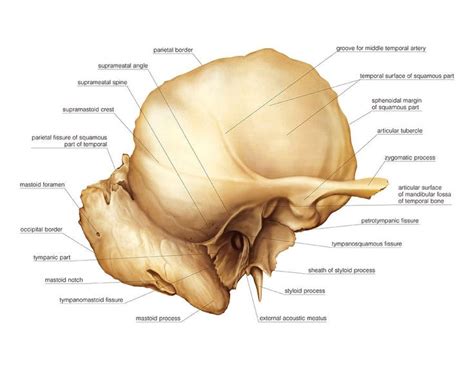 Pin By Keryee Morton On Unit 4 Anatomy Anatomy Skull And Bones