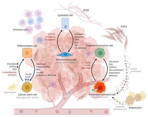 Schematic Diagram Illustrating The Metabolic Alterations Underlying The