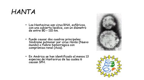 Reovirus Virus De Arn De Cadena Doble Reoviridae