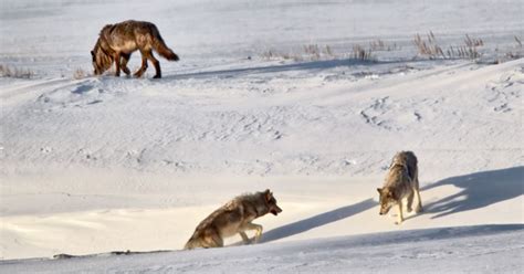 Lamar Valley Yellowstone Tours | Lamar Valley Wolf and Wildlife Tours