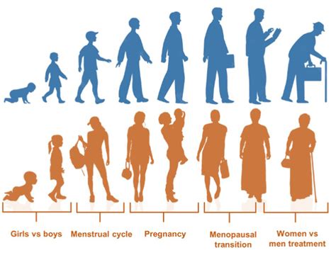 Sex Differences In Lipids A Life Course Approach Atherosclerosis