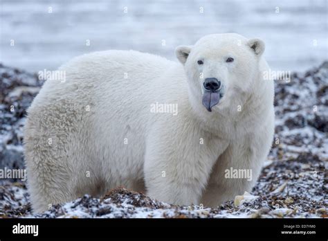 Polar Bear sticking out his tongue Stock Photo - Alamy