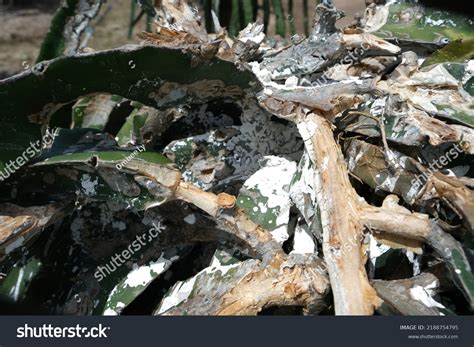 Dragon Fruit Diseases Dragon Dry Stem Stock Photo Shutterstock