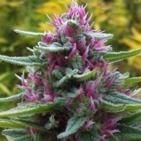 Pink Panther Strain Sativa Hybrid Seeds For Mood Enhancement