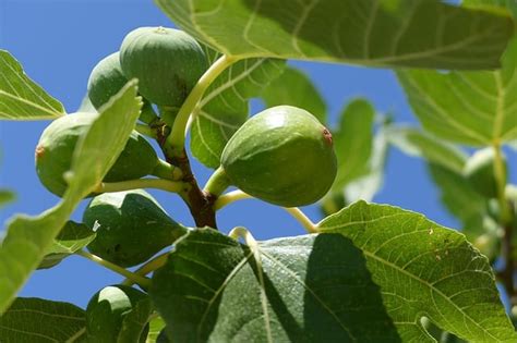 13 Fig Tree Varieties You Can Grow at Home - Gardening Channel