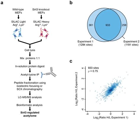 A Silac Based Proteomics Strategy For Quantification Of Sirt3