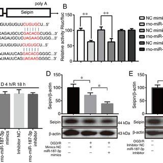 Mir P Regulates Seipin Expression By Directly Targeting Its Cds