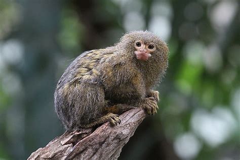 What Is The Worlds Smallest Kind Of Monkey Worldatlas