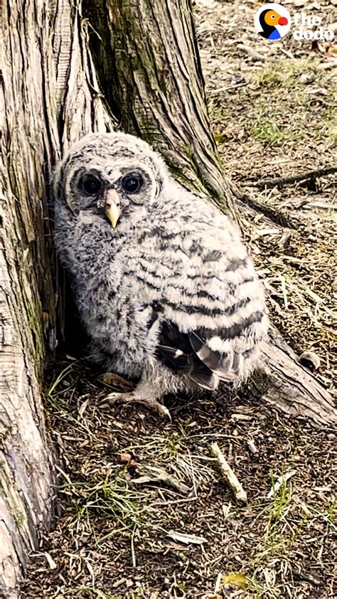 The Dodo On Twitter Owl Who Fell Out Of Tree Asks Runner To Stop And