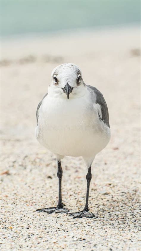 Mouette Rieuse Debout Sur Une Plage De Sable Proximit Du Rivage