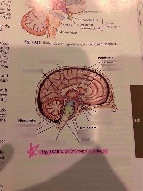 Figure 1816 Brain Midsagittal Section Part 1 Diagram Quizlet