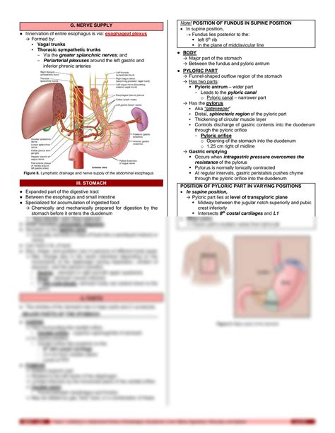 SOLUTION Anat S04 T01 Abdominal Portion Of Esophagus Duodenum Liver